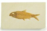 Detailed Fossil Fish (Knightia) - Wyoming #355646-1